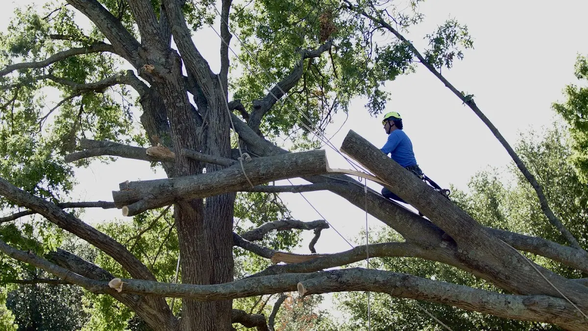 Professional Hazardous Tree Removal performed by certified arborists in Branscomb